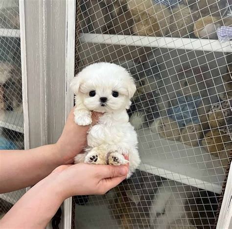 Maltese mini toyChi non si informa adeguatamente in anticipo corre il rischio di ricevere maltese mini toy che non hanno la funzione desiderata o sono realizzati con materiali di qualità inferiore. Se volete un prodotto che soddisfi al meglio le vostre aspettative, dovreste provare un maltese mini toy.
  <p>Per i prodotti si possono trovare test online e confronti tra i prodotti.  I confronti tra i prodotti possono aiutare a confrontare le diverse funzioni o proprietà dei diversi prodotti. Di seguito, spieghiamo perché la ricerca è importante e di cosa si dovrebbe essere consapevoli quando si acquista un articolo.
</p>

<h2>Acquisto di Maltese mini toy - criteri importanti</h2>

<p>Una lista di controllo può aiutarti a evitare di dover cercare informazioni sui prodotti su decine di siti web. Di seguito è riportato un esempio di una lista di controllo che può aiutarvi a trovare il prodotto giusto. Importanti criteri di acquisto includono, ad esempio:
</p><ul>
<li>Opinioni dei clienti</li>
<li>Confronti dei prezzi</li>
<li>Dettagli del prodotto</li>
<li>Termini e condizioni di consegna</li>
<li>Domande dei clienti e risposte dei marchi</li>
</ul>
<h2>Qual è l