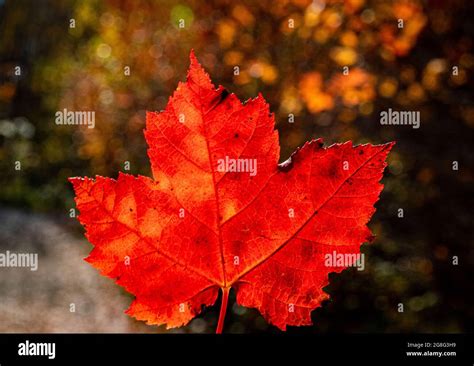 Maple leafChi non si informa adeguatamente in anticipo corre il rischio di ricevere maple leaf che non hanno la funzione desiderata o sono realizzati con materiali di qualità inferiore. Se volete un prodotto che soddisfi al meglio le vostre aspettative, dovreste provare un maple leaf.
  <p>Per i prodotti si possono trovare test online e confronti tra i prodotti.  I confronti tra i prodotti possono aiutare a confrontare le diverse funzioni o proprietà dei diversi prodotti. Di seguito, spieghiamo perché la ricerca è importante e di cosa si dovrebbe essere consapevoli quando si acquista un articolo.
</p>

<h2>Acquisto di Maple leaf - criteri importanti</h2>

<p>Una lista di controllo può aiutarti a evitare di dover cercare informazioni sui prodotti su decine di siti web. Di seguito è riportato un esempio di una lista di controllo che può aiutarvi a trovare il prodotto giusto. Importanti criteri di acquisto includono, ad esempio:
</p><ul>
<li>Opinioni dei clienti</li>
<li>Confronti dei prezzi</li>
<li>Dettagli del prodotto</li>
<li>Termini e condizioni di consegna</li>
<li>Domande dei clienti e risposte dei marchi</li>
</ul>
<h2>Qual è l
