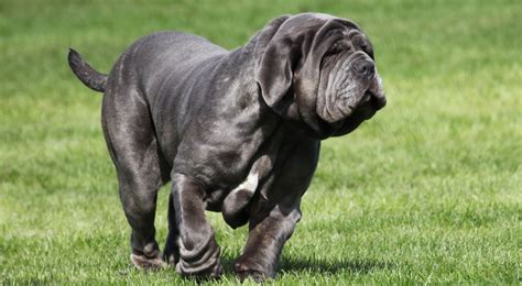 MastinoChi non si informa adeguatamente in anticipo corre il rischio di ricevere mastino che non hanno la funzione desiderata o sono realizzati con materiali di qualità inferiore. Se volete un prodotto che soddisfi al meglio le vostre aspettative, dovreste provare un mastino.
  <p>Per i prodotti si possono trovare test online e confronti tra i prodotti.  I confronti tra i prodotti possono aiutare a confrontare le diverse funzioni o proprietà dei diversi prodotti. Di seguito, spieghiamo perché la ricerca è importante e di cosa si dovrebbe essere consapevoli quando si acquista un articolo.
</p>

<h2>Acquisto di Mastino - criteri importanti</h2>

<p>Una lista di controllo può aiutarti a evitare di dover cercare informazioni sui prodotti su decine di siti web. Di seguito è riportato un esempio di una lista di controllo che può aiutarvi a trovare il prodotto giusto. Importanti criteri di acquisto includono, ad esempio:
</p><ul>
<li>Opinioni dei clienti</li>
<li>Confronti dei prezzi</li>
<li>Dettagli del prodotto</li>
<li>Termini e condizioni di consegna</li>
<li>Domande dei clienti e risposte dei marchi</li>
</ul>
<h2>Qual è l
