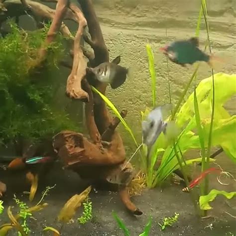 Misto acquarioChi non si informa adeguatamente in anticipo corre il rischio di ricevere misto acquario che non hanno la funzione desiderata o sono realizzati con materiali di qualità inferiore. Se volete un prodotto che soddisfi al meglio le vostre aspettative, dovreste provare un misto acquario.
  <p>Per i prodotti si possono trovare test online e confronti tra i prodotti.  I confronti tra i prodotti possono aiutare a confrontare le diverse funzioni o proprietà dei diversi prodotti. Di seguito, spieghiamo perché la ricerca è importante e di cosa si dovrebbe essere consapevoli quando si acquista un articolo.
</p>

<h2>Acquisto di Misto acquario - criteri importanti</h2>

<p>Una lista di controllo può aiutarti a evitare di dover cercare informazioni sui prodotti su decine di siti web. Di seguito è riportato un esempio di una lista di controllo che può aiutarvi a trovare il prodotto giusto. Importanti criteri di acquisto includono, ad esempio:
</p><ul>
<li>Opinioni dei clienti</li>
<li>Confronti dei prezzi</li>
<li>Dettagli del prodotto</li>
<li>Termini e condizioni di consegna</li>
<li>Domande dei clienti e risposte dei marchi</li>
</ul>
<h2>Qual è l
