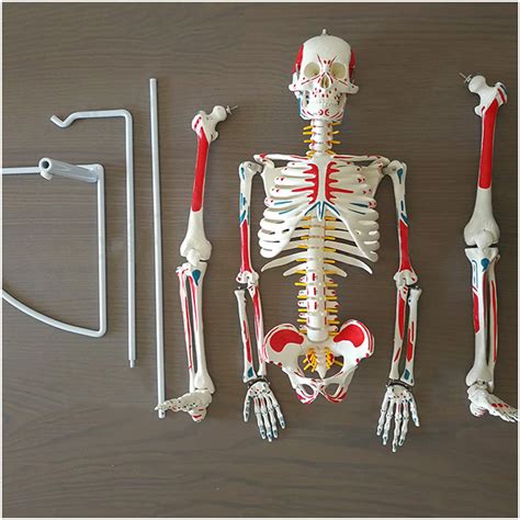 Modello scheletroChi non si informa adeguatamente in anticipo corre il rischio di ricevere modello scheletro che non hanno la funzione desiderata o sono realizzati con materiali di qualità inferiore. Se volete un prodotto che soddisfi al meglio le vostre aspettative, dovreste provare un modello scheletro.
  <p>Per i prodotti si possono trovare test online e confronti tra i prodotti.  I confronti tra i prodotti possono aiutare a confrontare le diverse funzioni o proprietà dei diversi prodotti. Di seguito, spieghiamo perché la ricerca è importante e di cosa si dovrebbe essere consapevoli quando si acquista un articolo.
</p>

<h2>Acquisto di Modello scheletro - criteri importanti</h2>

<p>Una lista di controllo può aiutarti a evitare di dover cercare informazioni sui prodotti su decine di siti web. Di seguito è riportato un esempio di una lista di controllo che può aiutarvi a trovare il prodotto giusto. Importanti criteri di acquisto includono, ad esempio:
</p><ul>
<li>Opinioni dei clienti</li>
<li>Confronti dei prezzi</li>
<li>Dettagli del prodotto</li>
<li>Termini e condizioni di consegna</li>
<li>Domande dei clienti e risposte dei marchi</li>
</ul>
<h2>Qual è l