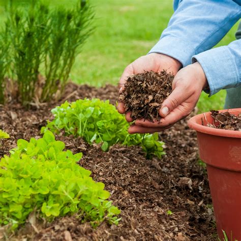 MulchingChi non si informa adeguatamente in anticipo corre il rischio di ricevere mulching che non hanno la funzione desiderata o sono realizzati con materiali di qualità inferiore. Se volete un prodotto che soddisfi al meglio le vostre aspettative, dovreste provare un mulching.
  <p>Per i prodotti si possono trovare test online e confronti tra i prodotti.  I confronti tra i prodotti possono aiutare a confrontare le diverse funzioni o proprietà dei diversi prodotti. Di seguito, spieghiamo perché la ricerca è importante e di cosa si dovrebbe essere consapevoli quando si acquista un articolo.
</p>

<h2>Acquisto di Mulching - criteri importanti</h2>

<p>Una lista di controllo può aiutarti a evitare di dover cercare informazioni sui prodotti su decine di siti web. Di seguito è riportato un esempio di una lista di controllo che può aiutarvi a trovare il prodotto giusto. Importanti criteri di acquisto includono, ad esempio:
</p><ul>
<li>Opinioni dei clienti</li>
<li>Confronti dei prezzi</li>
<li>Dettagli del prodotto</li>
<li>Termini e condizioni di consegna</li>
<li>Domande dei clienti e risposte dei marchi</li>
</ul>
<h2>Qual è l