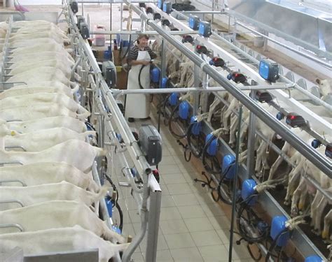 Mungitrici capre pecoreChi non si informa adeguatamente in anticipo corre il rischio di ricevere mungitrici capre pecore che non hanno la funzione desiderata o sono realizzati con materiali di qualità inferiore. Se volete un prodotto che soddisfi al meglio le vostre aspettative, dovreste provare un mungitrici capre pecore.
  <p>Per i prodotti si possono trovare test online e confronti tra i prodotti.  I confronti tra i prodotti possono aiutare a confrontare le diverse funzioni o proprietà dei diversi prodotti. Di seguito, spieghiamo perché la ricerca è importante e di cosa si dovrebbe essere consapevoli quando si acquista un articolo.
</p>

<h2>Acquisto di Mungitrici capre pecore - criteri importanti</h2>

<p>Una lista di controllo può aiutarti a evitare di dover cercare informazioni sui prodotti su decine di siti web. Di seguito è riportato un esempio di una lista di controllo che può aiutarvi a trovare il prodotto giusto. Importanti criteri di acquisto includono, ad esempio:
</p><ul>
<li>Opinioni dei clienti</li>
<li>Confronti dei prezzi</li>
<li>Dettagli del prodotto</li>
<li>Termini e condizioni di consegna</li>
<li>Domande dei clienti e risposte dei marchi</li>
</ul>
<h2>Qual è l