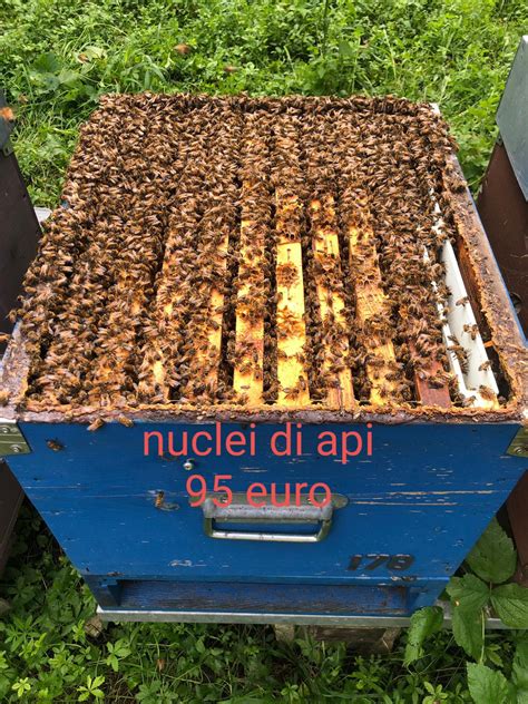 Nuclei apiChi non si informa adeguatamente in anticipo corre il rischio di ricevere nuclei api che non hanno la funzione desiderata o sono realizzati con materiali di qualità inferiore. Se volete un prodotto che soddisfi al meglio le vostre aspettative, dovreste provare un nuclei api.
  <p>Per i prodotti si possono trovare test online e confronti tra i prodotti.  I confronti tra i prodotti possono aiutare a confrontare le diverse funzioni o proprietà dei diversi prodotti. Di seguito, spieghiamo perché la ricerca è importante e di cosa si dovrebbe essere consapevoli quando si acquista un articolo.
</p>

<h2>Acquisto di Nuclei api - criteri importanti</h2>

<p>Una lista di controllo può aiutarti a evitare di dover cercare informazioni sui prodotti su decine di siti web. Di seguito è riportato un esempio di una lista di controllo che può aiutarvi a trovare il prodotto giusto. Importanti criteri di acquisto includono, ad esempio:
</p><ul>
<li>Opinioni dei clienti</li>
<li>Confronti dei prezzi</li>
<li>Dettagli del prodotto</li>
<li>Termini e condizioni di consegna</li>
<li>Domande dei clienti e risposte dei marchi</li>
</ul>
<h2>Qual è l