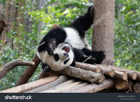 PandaChi non si informa adeguatamente in anticipo corre il rischio di ricevere panda che non hanno la funzione desiderata o sono realizzati con materiali di qualità inferiore. Se volete un prodotto che soddisfi al meglio le vostre aspettative, dovreste provare un panda.
  <p>Per i prodotti si possono trovare test online e confronti tra i prodotti.  I confronti tra i prodotti possono aiutare a confrontare le diverse funzioni o proprietà dei diversi prodotti. Di seguito, spieghiamo perché la ricerca è importante e di cosa si dovrebbe essere consapevoli quando si acquista un articolo.
</p>

<h2>Acquisto di Panda - criteri importanti</h2>

<p>Una lista di controllo può aiutarti a evitare di dover cercare informazioni sui prodotti su decine di siti web. Di seguito è riportato un esempio di una lista di controllo che può aiutarvi a trovare il prodotto giusto. Importanti criteri di acquisto includono, ad esempio:
</p><ul>
<li>Opinioni dei clienti</li>
<li>Confronti dei prezzi</li>
<li>Dettagli del prodotto</li>
<li>Termini e condizioni di consegna</li>
<li>Domande dei clienti e risposte dei marchi</li>
</ul>
<h2>Qual è l