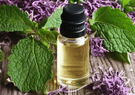 PatchouliChi non si informa adeguatamente in anticipo corre il rischio di ricevere patchouli che non hanno la funzione desiderata o sono realizzati con materiali di qualità inferiore. Se volete un prodotto che soddisfi al meglio le vostre aspettative, dovreste provare un patchouli.
  <p>Per i prodotti si possono trovare test online e confronti tra i prodotti.  I confronti tra i prodotti possono aiutare a confrontare le diverse funzioni o proprietà dei diversi prodotti. Di seguito, spieghiamo perché la ricerca è importante e di cosa si dovrebbe essere consapevoli quando si acquista un articolo.
</p>

<h2>Acquisto di Patchouli - criteri importanti</h2>

<p>Una lista di controllo può aiutarti a evitare di dover cercare informazioni sui prodotti su decine di siti web. Di seguito è riportato un esempio di una lista di controllo che può aiutarvi a trovare il prodotto giusto. Importanti criteri di acquisto includono, ad esempio:
</p><ul>
<li>Opinioni dei clienti</li>
<li>Confronti dei prezzi</li>
<li>Dettagli del prodotto</li>
<li>Termini e condizioni di consegna</li>
<li>Domande dei clienti e risposte dei marchi</li>
</ul>
<h2>Qual è l