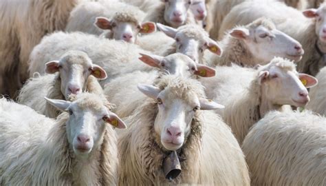 PecoreChi non si informa adeguatamente in anticipo corre il rischio di ricevere pecore che non hanno la funzione desiderata o sono realizzati con materiali di qualità inferiore. Se volete un prodotto che soddisfi al meglio le vostre aspettative, dovreste provare un pecore.
  <p>Per i prodotti si possono trovare test online e confronti tra i prodotti.  I confronti tra i prodotti possono aiutare a confrontare le diverse funzioni o proprietà dei diversi prodotti. Di seguito, spieghiamo perché la ricerca è importante e di cosa si dovrebbe essere consapevoli quando si acquista un articolo.
</p>

<h2>Acquisto di Pecore - criteri importanti</h2>

<p>Una lista di controllo può aiutarti a evitare di dover cercare informazioni sui prodotti su decine di siti web. Di seguito è riportato un esempio di una lista di controllo che può aiutarvi a trovare il prodotto giusto. Importanti criteri di acquisto includono, ad esempio:
</p><ul>
<li>Opinioni dei clienti</li>
<li>Confronti dei prezzi</li>
<li>Dettagli del prodotto</li>
<li>Termini e condizioni di consegna</li>
<li>Domande dei clienti e risposte dei marchi</li>
</ul>
<h2>Qual è l