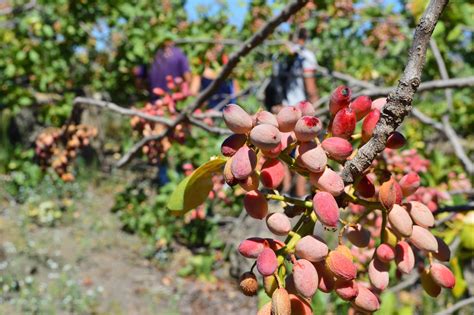 Pianta pistacchioChi non si informa adeguatamente in anticipo corre il rischio di ricevere pianta pistacchio che non hanno la funzione desiderata o sono realizzati con materiali di qualità inferiore. Se volete un prodotto che soddisfi al meglio le vostre aspettative, dovreste provare un pianta pistacchio.
  <p>Per i prodotti si possono trovare test online e confronti tra i prodotti.  I confronti tra i prodotti possono aiutare a confrontare le diverse funzioni o proprietà dei diversi prodotti. Di seguito, spieghiamo perché la ricerca è importante e di cosa si dovrebbe essere consapevoli quando si acquista un articolo.
</p>

<h2>Acquisto di Pianta pistacchio - criteri importanti</h2>

<p>Una lista di controllo può aiutarti a evitare di dover cercare informazioni sui prodotti su decine di siti web. Di seguito è riportato un esempio di una lista di controllo che può aiutarvi a trovare il prodotto giusto. Importanti criteri di acquisto includono, ad esempio:
</p><ul>
<li>Opinioni dei clienti</li>
<li>Confronti dei prezzi</li>
<li>Dettagli del prodotto</li>
<li>Termini e condizioni di consegna</li>
<li>Domande dei clienti e risposte dei marchi</li>
</ul>
<h2>Qual è l
