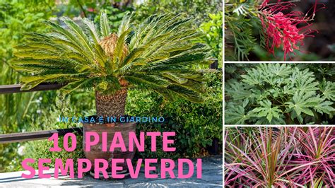 Piante giardinoChi non si informa adeguatamente in anticipo corre il rischio di ricevere piante giardino che non hanno la funzione desiderata o sono realizzati con materiali di qualità inferiore. Se volete un prodotto che soddisfi al meglio le vostre aspettative, dovreste provare un piante giardino.
  <p>Per i prodotti si possono trovare test online e confronti tra i prodotti.  I confronti tra i prodotti possono aiutare a confrontare le diverse funzioni o proprietà dei diversi prodotti. Di seguito, spieghiamo perché la ricerca è importante e di cosa si dovrebbe essere consapevoli quando si acquista un articolo.
</p>

<h2>Acquisto di Piante giardino - criteri importanti</h2>

<p>Una lista di controllo può aiutarti a evitare di dover cercare informazioni sui prodotti su decine di siti web. Di seguito è riportato un esempio di una lista di controllo che può aiutarvi a trovare il prodotto giusto. Importanti criteri di acquisto includono, ad esempio:
</p><ul>
<li>Opinioni dei clienti</li>
<li>Confronti dei prezzi</li>
<li>Dettagli del prodotto</li>
<li>Termini e condizioni di consegna</li>
<li>Domande dei clienti e risposte dei marchi</li>
</ul>
<h2>Qual è l