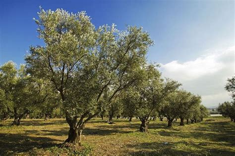 Piante ulivoChi non si informa adeguatamente in anticipo corre il rischio di ricevere piante ulivo che non hanno la funzione desiderata o sono realizzati con materiali di qualità inferiore. Se volete un prodotto che soddisfi al meglio le vostre aspettative, dovreste provare un piante ulivo.
  <p>Per i prodotti si possono trovare test online e confronti tra i prodotti.  I confronti tra i prodotti possono aiutare a confrontare le diverse funzioni o proprietà dei diversi prodotti. Di seguito, spieghiamo perché la ricerca è importante e di cosa si dovrebbe essere consapevoli quando si acquista un articolo.
</p>

<h2>Acquisto di Piante ulivo - criteri importanti</h2>

<p>Una lista di controllo può aiutarti a evitare di dover cercare informazioni sui prodotti su decine di siti web. Di seguito è riportato un esempio di una lista di controllo che può aiutarvi a trovare il prodotto giusto. Importanti criteri di acquisto includono, ad esempio:
</p><ul>
<li>Opinioni dei clienti</li>
<li>Confronti dei prezzi</li>
<li>Dettagli del prodotto</li>
<li>Termini e condizioni di consegna</li>
<li>Domande dei clienti e risposte dei marchi</li>
</ul>
<h2>Qual è l