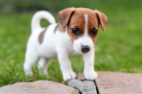Piccoli jack russellChi non si informa adeguatamente in anticipo corre il rischio di ricevere piccoli jack russell che non hanno la funzione desiderata o sono realizzati con materiali di qualità inferiore. Se volete un prodotto che soddisfi al meglio le vostre aspettative, dovreste provare un piccoli jack russell.
  <p>Per i prodotti si possono trovare test online e confronti tra i prodotti.  I confronti tra i prodotti possono aiutare a confrontare le diverse funzioni o proprietà dei diversi prodotti. Di seguito, spieghiamo perché la ricerca è importante e di cosa si dovrebbe essere consapevoli quando si acquista un articolo.
</p>

<h2>Acquisto di Piccoli jack russell - criteri importanti</h2>

<p>Una lista di controllo può aiutarti a evitare di dover cercare informazioni sui prodotti su decine di siti web. Di seguito è riportato un esempio di una lista di controllo che può aiutarvi a trovare il prodotto giusto. Importanti criteri di acquisto includono, ad esempio:
</p><ul>
<li>Opinioni dei clienti</li>
<li>Confronti dei prezzi</li>
<li>Dettagli del prodotto</li>
<li>Termini e condizioni di consegna</li>
<li>Domande dei clienti e risposte dei marchi</li>
</ul>
<h2>Qual è l