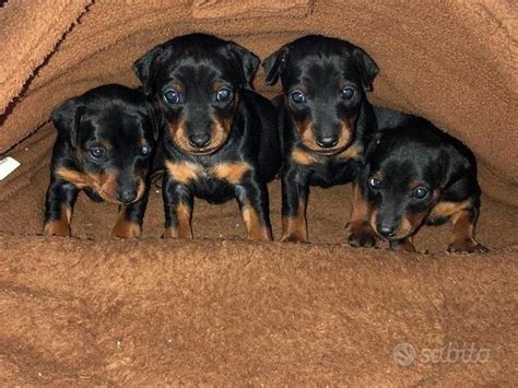 Pinscher mini cuccioliChi non si informa adeguatamente in anticipo corre il rischio di ricevere pinscher mini cuccioli che non hanno la funzione desiderata o sono realizzati con materiali di qualità inferiore. Se volete un prodotto che soddisfi al meglio le vostre aspettative, dovreste provare un pinscher mini cuccioli.
  <p>Per i prodotti si possono trovare test online e confronti tra i prodotti.  I confronti tra i prodotti possono aiutare a confrontare le diverse funzioni o proprietà dei diversi prodotti. Di seguito, spieghiamo perché la ricerca è importante e di cosa si dovrebbe essere consapevoli quando si acquista un articolo.
</p>

<h2>Acquisto di Pinscher mini cuccioli - criteri importanti</h2>

<p>Una lista di controllo può aiutarti a evitare di dover cercare informazioni sui prodotti su decine di siti web. Di seguito è riportato un esempio di una lista di controllo che può aiutarvi a trovare il prodotto giusto. Importanti criteri di acquisto includono, ad esempio:
</p><ul>
<li>Opinioni dei clienti</li>
<li>Confronti dei prezzi</li>
<li>Dettagli del prodotto</li>
<li>Termini e condizioni di consegna</li>
<li>Domande dei clienti e risposte dei marchi</li>
</ul>
<h2>Qual è l