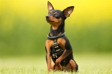 Pinscher nanoChi non si informa adeguatamente in anticipo corre il rischio di ricevere pinscher nano che non hanno la funzione desiderata o sono realizzati con materiali di qualità inferiore. Se volete un prodotto che soddisfi al meglio le vostre aspettative, dovreste provare un pinscher nano.
  <p>Per i prodotti si possono trovare test online e confronti tra i prodotti.  I confronti tra i prodotti possono aiutare a confrontare le diverse funzioni o proprietà dei diversi prodotti. Di seguito, spieghiamo perché la ricerca è importante e di cosa si dovrebbe essere consapevoli quando si acquista un articolo.
</p>

<h2>Acquisto di Pinscher nano - criteri importanti</h2>

<p>Una lista di controllo può aiutarti a evitare di dover cercare informazioni sui prodotti su decine di siti web. Di seguito è riportato un esempio di una lista di controllo che può aiutarvi a trovare il prodotto giusto. Importanti criteri di acquisto includono, ad esempio:
</p><ul>
<li>Opinioni dei clienti</li>
<li>Confronti dei prezzi</li>
<li>Dettagli del prodotto</li>
<li>Termini e condizioni di consegna</li>
<li>Domande dei clienti e risposte dei marchi</li>
</ul>
<h2>Qual è l