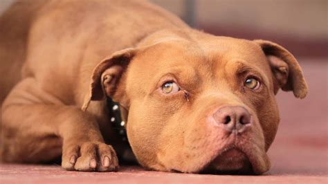Pit bull redChi non si informa adeguatamente in anticipo corre il rischio di ricevere pit bull red che non hanno la funzione desiderata o sono realizzati con materiali di qualità inferiore. Se volete un prodotto che soddisfi al meglio le vostre aspettative, dovreste provare un pit bull red.
  <p>Per i prodotti si possono trovare test online e confronti tra i prodotti.  I confronti tra i prodotti possono aiutare a confrontare le diverse funzioni o proprietà dei diversi prodotti. Di seguito, spieghiamo perché la ricerca è importante e di cosa si dovrebbe essere consapevoli quando si acquista un articolo.
</p>

<h2>Acquisto di Pit bull red - criteri importanti</h2>

<p>Una lista di controllo può aiutarti a evitare di dover cercare informazioni sui prodotti su decine di siti web. Di seguito è riportato un esempio di una lista di controllo che può aiutarvi a trovare il prodotto giusto. Importanti criteri di acquisto includono, ad esempio:
</p><ul>
<li>Opinioni dei clienti</li>
<li>Confronti dei prezzi</li>
<li>Dettagli del prodotto</li>
<li>Termini e condizioni di consegna</li>
<li>Domande dei clienti e risposte dei marchi</li>
</ul>
<h2>Qual è l