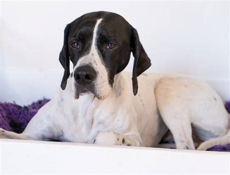 Pointer ingleseChi non si informa adeguatamente in anticipo corre il rischio di ricevere pointer inglese che non hanno la funzione desiderata o sono realizzati con materiali di qualità inferiore. Se volete un prodotto che soddisfi al meglio le vostre aspettative, dovreste provare un pointer inglese.
  <p>Per i prodotti si possono trovare test online e confronti tra i prodotti.  I confronti tra i prodotti possono aiutare a confrontare le diverse funzioni o proprietà dei diversi prodotti. Di seguito, spieghiamo perché la ricerca è importante e di cosa si dovrebbe essere consapevoli quando si acquista un articolo.
</p>

<h2>Acquisto di Pointer inglese - criteri importanti</h2>

<p>Una lista di controllo può aiutarti a evitare di dover cercare informazioni sui prodotti su decine di siti web. Di seguito è riportato un esempio di una lista di controllo che può aiutarvi a trovare il prodotto giusto. Importanti criteri di acquisto includono, ad esempio:
</p><ul>
<li>Opinioni dei clienti</li>
<li>Confronti dei prezzi</li>
<li>Dettagli del prodotto</li>
<li>Termini e condizioni di consegna</li>
<li>Domande dei clienti e risposte dei marchi</li>
</ul>
<h2>Qual è l