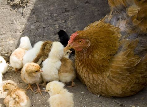 Pulcini di gallinaChi non si informa adeguatamente in anticipo corre il rischio di ricevere pulcini di gallina che non hanno la funzione desiderata o sono realizzati con materiali di qualità inferiore. Se volete un prodotto che soddisfi al meglio le vostre aspettative, dovreste provare un pulcini di gallina.
  <p>Per i prodotti si possono trovare test online e confronti tra i prodotti.  I confronti tra i prodotti possono aiutare a confrontare le diverse funzioni o proprietà dei diversi prodotti. Di seguito, spieghiamo perché la ricerca è importante e di cosa si dovrebbe essere consapevoli quando si acquista un articolo.
</p>

<h2>Acquisto di Pulcini di gallina - criteri importanti</h2>

<p>Una lista di controllo può aiutarti a evitare di dover cercare informazioni sui prodotti su decine di siti web. Di seguito è riportato un esempio di una lista di controllo che può aiutarvi a trovare il prodotto giusto. Importanti criteri di acquisto includono, ad esempio:
</p><ul>
<li>Opinioni dei clienti</li>
<li>Confronti dei prezzi</li>
<li>Dettagli del prodotto</li>
<li>Termini e condizioni di consegna</li>
<li>Domande dei clienti e risposte dei marchi</li>
</ul>
<h2>Qual è l
