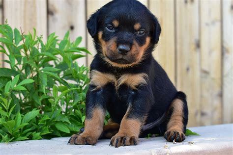 Puppy rottweilerChi non si informa adeguatamente in anticipo corre il rischio di ricevere puppy rottweiler che non hanno la funzione desiderata o sono realizzati con materiali di qualità inferiore. Se volete un prodotto che soddisfi al meglio le vostre aspettative, dovreste provare un puppy rottweiler.
  <p>Per i prodotti si possono trovare test online e confronti tra i prodotti.  I confronti tra i prodotti possono aiutare a confrontare le diverse funzioni o proprietà dei diversi prodotti. Di seguito, spieghiamo perché la ricerca è importante e di cosa si dovrebbe essere consapevoli quando si acquista un articolo.
</p>

<h2>Acquisto di Puppy rottweiler - criteri importanti</h2>

<p>Una lista di controllo può aiutarti a evitare di dover cercare informazioni sui prodotti su decine di siti web. Di seguito è riportato un esempio di una lista di controllo che può aiutarvi a trovare il prodotto giusto. Importanti criteri di acquisto includono, ad esempio:
</p><ul>
<li>Opinioni dei clienti</li>
<li>Confronti dei prezzi</li>
<li>Dettagli del prodotto</li>
<li>Termini e condizioni di consegna</li>
<li>Domande dei clienti e risposte dei marchi</li>
</ul>
<h2>Qual è l