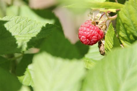 RaspberryChi non si informa adeguatamente in anticipo corre il rischio di ricevere raspberry che non hanno la funzione desiderata o sono realizzati con materiali di qualità inferiore. Se volete un prodotto che soddisfi al meglio le vostre aspettative, dovreste provare un raspberry.
  <p>Per i prodotti si possono trovare test online e confronti tra i prodotti.  I confronti tra i prodotti possono aiutare a confrontare le diverse funzioni o proprietà dei diversi prodotti. Di seguito, spieghiamo perché la ricerca è importante e di cosa si dovrebbe essere consapevoli quando si acquista un articolo.
</p>

<h2>Acquisto di Raspberry - criteri importanti</h2>

<p>Una lista di controllo può aiutarti a evitare di dover cercare informazioni sui prodotti su decine di siti web. Di seguito è riportato un esempio di una lista di controllo che può aiutarvi a trovare il prodotto giusto. Importanti criteri di acquisto includono, ad esempio:
</p><ul>
<li>Opinioni dei clienti</li>
<li>Confronti dei prezzi</li>
<li>Dettagli del prodotto</li>
<li>Termini e condizioni di consegna</li>
<li>Domande dei clienti e risposte dei marchi</li>
</ul>
<h2>Qual è l