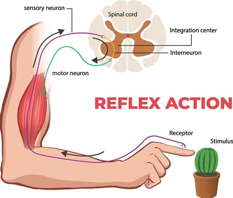 ReflexChi non si informa adeguatamente in anticipo corre il rischio di ricevere reflex che non hanno la funzione desiderata o sono realizzati con materiali di qualità inferiore. Se volete un prodotto che soddisfi al meglio le vostre aspettative, dovreste provare un reflex.
  <p>Per i prodotti si possono trovare test online e confronti tra i prodotti.  I confronti tra i prodotti possono aiutare a confrontare le diverse funzioni o proprietà dei diversi prodotti. Di seguito, spieghiamo perché la ricerca è importante e di cosa si dovrebbe essere consapevoli quando si acquista un articolo.
</p>

<h2>Acquisto di Reflex - criteri importanti</h2>

<p>Una lista di controllo può aiutarti a evitare di dover cercare informazioni sui prodotti su decine di siti web. Di seguito è riportato un esempio di una lista di controllo che può aiutarvi a trovare il prodotto giusto. Importanti criteri di acquisto includono, ad esempio:
</p><ul>
<li>Opinioni dei clienti</li>
<li>Confronti dei prezzi</li>
<li>Dettagli del prodotto</li>
<li>Termini e condizioni di consegna</li>
<li>Domande dei clienti e risposte dei marchi</li>
</ul>
<h2>Qual è l