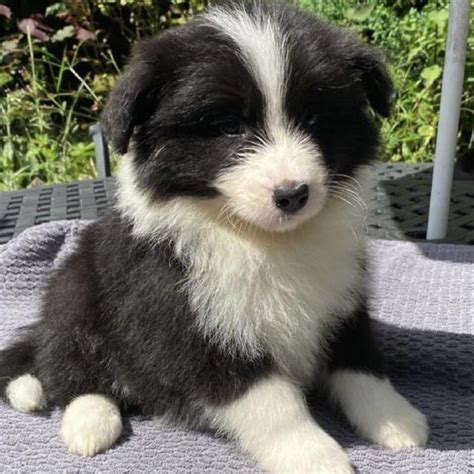 Regalo cuccioli borderChi non si informa adeguatamente in anticipo corre il rischio di ricevere regalo cuccioli border che non hanno la funzione desiderata o sono realizzati con materiali di qualità inferiore. Se volete un prodotto che soddisfi al meglio le vostre aspettative, dovreste provare un regalo cuccioli border.
  <p>Per i prodotti si possono trovare test online e confronti tra i prodotti.  I confronti tra i prodotti possono aiutare a confrontare le diverse funzioni o proprietà dei diversi prodotti. Di seguito, spieghiamo perché la ricerca è importante e di cosa si dovrebbe essere consapevoli quando si acquista un articolo.
</p>

<h2>Acquisto di Regalo cuccioli border - criteri importanti</h2>

<p>Una lista di controllo può aiutarti a evitare di dover cercare informazioni sui prodotti su decine di siti web. Di seguito è riportato un esempio di una lista di controllo che può aiutarvi a trovare il prodotto giusto. Importanti criteri di acquisto includono, ad esempio:
</p><ul>
<li>Opinioni dei clienti</li>
<li>Confronti dei prezzi</li>
<li>Dettagli del prodotto</li>
<li>Termini e condizioni di consegna</li>
<li>Domande dei clienti e risposte dei marchi</li>
</ul>
<h2>Qual è l
