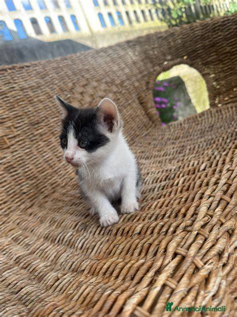 Regalo gattini maschioChi non si informa adeguatamente in anticipo corre il rischio di ricevere regalo gattini maschio che non hanno la funzione desiderata o sono realizzati con materiali di qualità inferiore. Se volete un prodotto che soddisfi al meglio le vostre aspettative, dovreste provare un regalo gattini maschio.
  <p>Per i prodotti si possono trovare test online e confronti tra i prodotti.  I confronti tra i prodotti possono aiutare a confrontare le diverse funzioni o proprietà dei diversi prodotti. Di seguito, spieghiamo perché la ricerca è importante e di cosa si dovrebbe essere consapevoli quando si acquista un articolo.
</p>

<h2>Acquisto di Regalo gattini maschio - criteri importanti</h2>

<p>Una lista di controllo può aiutarti a evitare di dover cercare informazioni sui prodotti su decine di siti web. Di seguito è riportato un esempio di una lista di controllo che può aiutarvi a trovare il prodotto giusto. Importanti criteri di acquisto includono, ad esempio:
</p><ul>
<li>Opinioni dei clienti</li>
<li>Confronti dei prezzi</li>
<li>Dettagli del prodotto</li>
<li>Termini e condizioni di consegna</li>
<li>Domande dei clienti e risposte dei marchi</li>
</ul>
<h2>Qual è l