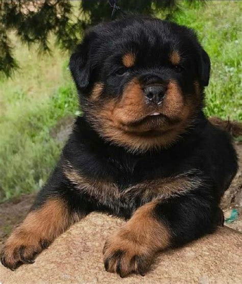 Regalo rottweilerChi non si informa adeguatamente in anticipo corre il rischio di ricevere regalo rottweiler che non hanno la funzione desiderata o sono realizzati con materiali di qualità inferiore. Se volete un prodotto che soddisfi al meglio le vostre aspettative, dovreste provare un regalo rottweiler.
  <p>Per i prodotti si possono trovare test online e confronti tra i prodotti.  I confronti tra i prodotti possono aiutare a confrontare le diverse funzioni o proprietà dei diversi prodotti. Di seguito, spieghiamo perché la ricerca è importante e di cosa si dovrebbe essere consapevoli quando si acquista un articolo.
</p>

<h2>Acquisto di Regalo rottweiler - criteri importanti</h2>

<p>Una lista di controllo può aiutarti a evitare di dover cercare informazioni sui prodotti su decine di siti web. Di seguito è riportato un esempio di una lista di controllo che può aiutarvi a trovare il prodotto giusto. Importanti criteri di acquisto includono, ad esempio:
</p><ul>
<li>Opinioni dei clienti</li>
<li>Confronti dei prezzi</li>
<li>Dettagli del prodotto</li>
<li>Termini e condizioni di consegna</li>
<li>Domande dei clienti e risposte dei marchi</li>
</ul>
<h2>Qual è l