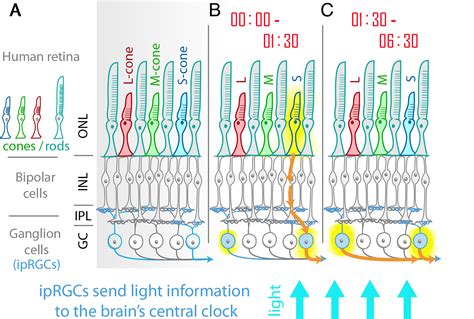 Retina tuningChi non si informa adeguatamente in anticipo corre il rischio di ricevere retina tuning che non hanno la funzione desiderata o sono realizzati con materiali di qualità inferiore. Se volete un prodotto che soddisfi al meglio le vostre aspettative, dovreste provare un retina tuning.
  <p>Per i prodotti si possono trovare test online e confronti tra i prodotti.  I confronti tra i prodotti possono aiutare a confrontare le diverse funzioni o proprietà dei diversi prodotti. Di seguito, spieghiamo perché la ricerca è importante e di cosa si dovrebbe essere consapevoli quando si acquista un articolo.
</p>

<h2>Acquisto di Retina tuning - criteri importanti</h2>

<p>Una lista di controllo può aiutarti a evitare di dover cercare informazioni sui prodotti su decine di siti web. Di seguito è riportato un esempio di una lista di controllo che può aiutarvi a trovare il prodotto giusto. Importanti criteri di acquisto includono, ad esempio:
</p><ul>
<li>Opinioni dei clienti</li>
<li>Confronti dei prezzi</li>
<li>Dettagli del prodotto</li>
<li>Termini e condizioni di consegna</li>
<li>Domande dei clienti e risposte dei marchi</li>
</ul>
<h2>Qual è l