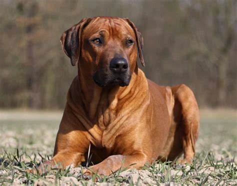 Rhodesian ridgebackChi non si informa adeguatamente in anticipo corre il rischio di ricevere rhodesian ridgeback che non hanno la funzione desiderata o sono realizzati con materiali di qualità inferiore. Se volete un prodotto che soddisfi al meglio le vostre aspettative, dovreste provare un rhodesian ridgeback.
  <p>Per i prodotti si possono trovare test online e confronti tra i prodotti.  I confronti tra i prodotti possono aiutare a confrontare le diverse funzioni o proprietà dei diversi prodotti. Di seguito, spieghiamo perché la ricerca è importante e di cosa si dovrebbe essere consapevoli quando si acquista un articolo.
</p>

<h2>Acquisto di Rhodesian ridgeback - criteri importanti</h2>

<p>Una lista di controllo può aiutarti a evitare di dover cercare informazioni sui prodotti su decine di siti web. Di seguito è riportato un esempio di una lista di controllo che può aiutarvi a trovare il prodotto giusto. Importanti criteri di acquisto includono, ad esempio:
</p><ul>
<li>Opinioni dei clienti</li>
<li>Confronti dei prezzi</li>
<li>Dettagli del prodotto</li>
<li>Termini e condizioni di consegna</li>
<li>Domande dei clienti e risposte dei marchi</li>
</ul>
<h2>Qual è l