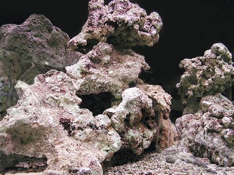 Rocce vive marinoChi non si informa adeguatamente in anticipo corre il rischio di ricevere rocce vive marino che non hanno la funzione desiderata o sono realizzati con materiali di qualità inferiore. Se volete un prodotto che soddisfi al meglio le vostre aspettative, dovreste provare un rocce vive marino.
  <p>Per i prodotti si possono trovare test online e confronti tra i prodotti.  I confronti tra i prodotti possono aiutare a confrontare le diverse funzioni o proprietà dei diversi prodotti. Di seguito, spieghiamo perché la ricerca è importante e di cosa si dovrebbe essere consapevoli quando si acquista un articolo.
</p>

<h2>Acquisto di Rocce vive marino - criteri importanti</h2>

<p>Una lista di controllo può aiutarti a evitare di dover cercare informazioni sui prodotti su decine di siti web. Di seguito è riportato un esempio di una lista di controllo che può aiutarvi a trovare il prodotto giusto. Importanti criteri di acquisto includono, ad esempio:
</p><ul>
<li>Opinioni dei clienti</li>
<li>Confronti dei prezzi</li>
<li>Dettagli del prodotto</li>
<li>Termini e condizioni di consegna</li>
<li>Domande dei clienti e risposte dei marchi</li>
</ul>
<h2>Qual è l