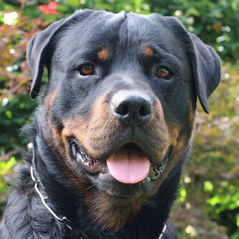 Rottweiler pedigreeChi non si informa adeguatamente in anticipo corre il rischio di ricevere rottweiler pedigree che non hanno la funzione desiderata o sono realizzati con materiali di qualità inferiore. Se volete un prodotto che soddisfi al meglio le vostre aspettative, dovreste provare un rottweiler pedigree.
  <p>Per i prodotti si possono trovare test online e confronti tra i prodotti.  I confronti tra i prodotti possono aiutare a confrontare le diverse funzioni o proprietà dei diversi prodotti. Di seguito, spieghiamo perché la ricerca è importante e di cosa si dovrebbe essere consapevoli quando si acquista un articolo.
</p>

<h2>Acquisto di Rottweiler pedigree - criteri importanti</h2>

<p>Una lista di controllo può aiutarti a evitare di dover cercare informazioni sui prodotti su decine di siti web. Di seguito è riportato un esempio di una lista di controllo che può aiutarvi a trovare il prodotto giusto. Importanti criteri di acquisto includono, ad esempio:
</p><ul>
<li>Opinioni dei clienti</li>
<li>Confronti dei prezzi</li>
<li>Dettagli del prodotto</li>
<li>Termini e condizioni di consegna</li>
<li>Domande dei clienti e risposte dei marchi</li>
</ul>
<h2>Qual è l