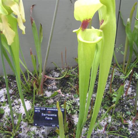 Sarracenia flavaChi non si informa adeguatamente in anticipo corre il rischio di ricevere sarracenia flava che non hanno la funzione desiderata o sono realizzati con materiali di qualità inferiore. Se volete un prodotto che soddisfi al meglio le vostre aspettative, dovreste provare un sarracenia flava.
  <p>Per i prodotti si possono trovare test online e confronti tra i prodotti.  I confronti tra i prodotti possono aiutare a confrontare le diverse funzioni o proprietà dei diversi prodotti. Di seguito, spieghiamo perché la ricerca è importante e di cosa si dovrebbe essere consapevoli quando si acquista un articolo.
</p>

<h2>Acquisto di Sarracenia flava - criteri importanti</h2>

<p>Una lista di controllo può aiutarti a evitare di dover cercare informazioni sui prodotti su decine di siti web. Di seguito è riportato un esempio di una lista di controllo che può aiutarvi a trovare il prodotto giusto. Importanti criteri di acquisto includono, ad esempio:
</p><ul>
<li>Opinioni dei clienti</li>
<li>Confronti dei prezzi</li>
<li>Dettagli del prodotto</li>
<li>Termini e condizioni di consegna</li>
<li>Domande dei clienti e risposte dei marchi</li>
</ul>
<h2>Qual è l