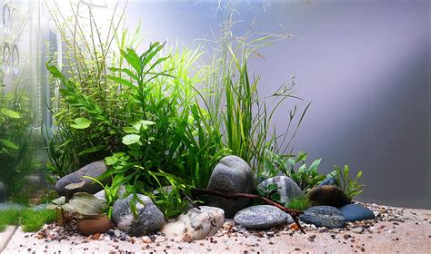 Sassi acquarioChi non si informa adeguatamente in anticipo corre il rischio di ricevere sassi acquario che non hanno la funzione desiderata o sono realizzati con materiali di qualità inferiore. Se volete un prodotto che soddisfi al meglio le vostre aspettative, dovreste provare un sassi acquario.
  <p>Per i prodotti si possono trovare test online e confronti tra i prodotti.  I confronti tra i prodotti possono aiutare a confrontare le diverse funzioni o proprietà dei diversi prodotti. Di seguito, spieghiamo perché la ricerca è importante e di cosa si dovrebbe essere consapevoli quando si acquista un articolo.
</p>

<h2>Acquisto di Sassi acquario - criteri importanti</h2>

<p>Una lista di controllo può aiutarti a evitare di dover cercare informazioni sui prodotti su decine di siti web. Di seguito è riportato un esempio di una lista di controllo che può aiutarvi a trovare il prodotto giusto. Importanti criteri di acquisto includono, ad esempio:
</p><ul>
<li>Opinioni dei clienti</li>
<li>Confronti dei prezzi</li>
<li>Dettagli del prodotto</li>
<li>Termini e condizioni di consegna</li>
<li>Domande dei clienti e risposte dei marchi</li>
</ul>
<h2>Qual è l
