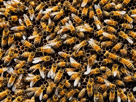 SciamiChi non si informa adeguatamente in anticipo corre il rischio di ricevere sciami che non hanno la funzione desiderata o sono realizzati con materiali di qualità inferiore. Se volete un prodotto che soddisfi al meglio le vostre aspettative, dovreste provare un sciami.
  <p>Per i prodotti si possono trovare test online e confronti tra i prodotti.  I confronti tra i prodotti possono aiutare a confrontare le diverse funzioni o proprietà dei diversi prodotti. Di seguito, spieghiamo perché la ricerca è importante e di cosa si dovrebbe essere consapevoli quando si acquista un articolo.
</p>

<h2>Acquisto di Sciami - criteri importanti</h2>

<p>Una lista di controllo può aiutarti a evitare di dover cercare informazioni sui prodotti su decine di siti web. Di seguito è riportato un esempio di una lista di controllo che può aiutarvi a trovare il prodotto giusto. Importanti criteri di acquisto includono, ad esempio:
</p><ul>
<li>Opinioni dei clienti</li>
<li>Confronti dei prezzi</li>
<li>Dettagli del prodotto</li>
<li>Termini e condizioni di consegna</li>
<li>Domande dei clienti e risposte dei marchi</li>
</ul>
<h2>Qual è l