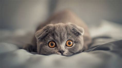 Scottish fold cuccioliChi non si informa adeguatamente in anticipo corre il rischio di ricevere scottish fold cuccioli che non hanno la funzione desiderata o sono realizzati con materiali di qualità inferiore. Se volete un prodotto che soddisfi al meglio le vostre aspettative, dovreste provare un scottish fold cuccioli.
  <p>Per i prodotti si possono trovare test online e confronti tra i prodotti.  I confronti tra i prodotti possono aiutare a confrontare le diverse funzioni o proprietà dei diversi prodotti. Di seguito, spieghiamo perché la ricerca è importante e di cosa si dovrebbe essere consapevoli quando si acquista un articolo.
</p>

<h2>Acquisto di Scottish fold cuccioli - criteri importanti</h2>

<p>Una lista di controllo può aiutarti a evitare di dover cercare informazioni sui prodotti su decine di siti web. Di seguito è riportato un esempio di una lista di controllo che può aiutarvi a trovare il prodotto giusto. Importanti criteri di acquisto includono, ad esempio:
</p><ul>
<li>Opinioni dei clienti</li>
<li>Confronti dei prezzi</li>
<li>Dettagli del prodotto</li>
<li>Termini e condizioni di consegna</li>
<li>Domande dei clienti e risposte dei marchi</li>
</ul>
<h2>Qual è l