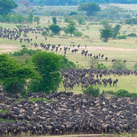 SerengetiChi non si informa adeguatamente in anticipo corre il rischio di ricevere serengeti che non hanno la funzione desiderata o sono realizzati con materiali di qualità inferiore. Se volete un prodotto che soddisfi al meglio le vostre aspettative, dovreste provare un serengeti.
  <p>Per i prodotti si possono trovare test online e confronti tra i prodotti.  I confronti tra i prodotti possono aiutare a confrontare le diverse funzioni o proprietà dei diversi prodotti. Di seguito, spieghiamo perché la ricerca è importante e di cosa si dovrebbe essere consapevoli quando si acquista un articolo.
</p>

<h2>Acquisto di Serengeti - criteri importanti</h2>

<p>Una lista di controllo può aiutarti a evitare di dover cercare informazioni sui prodotti su decine di siti web. Di seguito è riportato un esempio di una lista di controllo che può aiutarvi a trovare il prodotto giusto. Importanti criteri di acquisto includono, ad esempio:
</p><ul>
<li>Opinioni dei clienti</li>
<li>Confronti dei prezzi</li>
<li>Dettagli del prodotto</li>
<li>Termini e condizioni di consegna</li>
<li>Domande dei clienti e risposte dei marchi</li>
</ul>
<h2>Qual è l