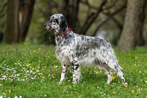 Setter ingleseChi non si informa adeguatamente in anticipo corre il rischio di ricevere setter inglese che non hanno la funzione desiderata o sono realizzati con materiali di qualità inferiore. Se volete un prodotto che soddisfi al meglio le vostre aspettative, dovreste provare un setter inglese.
  <p>Per i prodotti si possono trovare test online e confronti tra i prodotti.  I confronti tra i prodotti possono aiutare a confrontare le diverse funzioni o proprietà dei diversi prodotti. Di seguito, spieghiamo perché la ricerca è importante e di cosa si dovrebbe essere consapevoli quando si acquista un articolo.
</p>

<h2>Acquisto di Setter inglese - criteri importanti</h2>

<p>Una lista di controllo può aiutarti a evitare di dover cercare informazioni sui prodotti su decine di siti web. Di seguito è riportato un esempio di una lista di controllo che può aiutarvi a trovare il prodotto giusto. Importanti criteri di acquisto includono, ad esempio:
</p><ul>
<li>Opinioni dei clienti</li>
<li>Confronti dei prezzi</li>
<li>Dettagli del prodotto</li>
<li>Termini e condizioni di consegna</li>
<li>Domande dei clienti e risposte dei marchi</li>
</ul>
<h2>Qual è l