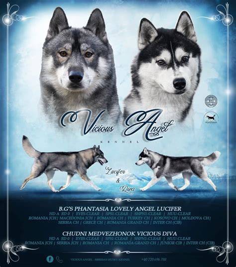 Siberian husky pedigreeChi non si informa adeguatamente in anticipo corre il rischio di ricevere siberian husky pedigree che non hanno la funzione desiderata o sono realizzati con materiali di qualità inferiore. Se volete un prodotto che soddisfi al meglio le vostre aspettative, dovreste provare un siberian husky pedigree.
  <p>Per i prodotti si possono trovare test online e confronti tra i prodotti.  I confronti tra i prodotti possono aiutare a confrontare le diverse funzioni o proprietà dei diversi prodotti. Di seguito, spieghiamo perché la ricerca è importante e di cosa si dovrebbe essere consapevoli quando si acquista un articolo.
</p>

<h2>Acquisto di Siberian husky pedigree - criteri importanti</h2>

<p>Una lista di controllo può aiutarti a evitare di dover cercare informazioni sui prodotti su decine di siti web. Di seguito è riportato un esempio di una lista di controllo che può aiutarvi a trovare il prodotto giusto. Importanti criteri di acquisto includono, ad esempio:
</p><ul>
<li>Opinioni dei clienti</li>
<li>Confronti dei prezzi</li>
<li>Dettagli del prodotto</li>
<li>Termini e condizioni di consegna</li>
<li>Domande dei clienti e risposte dei marchi</li>
</ul>
<h2>Qual è l