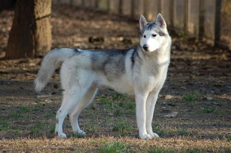 Siberian huskyChi non si informa adeguatamente in anticipo corre il rischio di ricevere siberian husky che non hanno la funzione desiderata o sono realizzati con materiali di qualità inferiore. Se volete un prodotto che soddisfi al meglio le vostre aspettative, dovreste provare un siberian husky.
  <p>Per i prodotti si possono trovare test online e confronti tra i prodotti.  I confronti tra i prodotti possono aiutare a confrontare le diverse funzioni o proprietà dei diversi prodotti. Di seguito, spieghiamo perché la ricerca è importante e di cosa si dovrebbe essere consapevoli quando si acquista un articolo.
</p>

<h2>Acquisto di Siberian husky - criteri importanti</h2>

<p>Una lista di controllo può aiutarti a evitare di dover cercare informazioni sui prodotti su decine di siti web. Di seguito è riportato un esempio di una lista di controllo che può aiutarvi a trovare il prodotto giusto. Importanti criteri di acquisto includono, ad esempio:
</p><ul>
<li>Opinioni dei clienti</li>
<li>Confronti dei prezzi</li>
<li>Dettagli del prodotto</li>
<li>Termini e condizioni di consegna</li>
<li>Domande dei clienti e risposte dei marchi</li>
</ul>
<h2>Qual è l