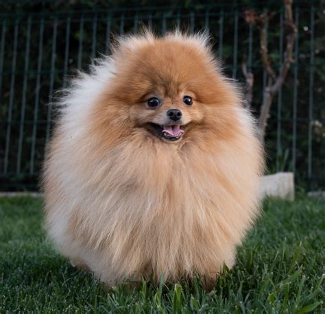 Spitz pomeraniaChi non si informa adeguatamente in anticipo corre il rischio di ricevere spitz pomerania che non hanno la funzione desiderata o sono realizzati con materiali di qualità inferiore. Se volete un prodotto che soddisfi al meglio le vostre aspettative, dovreste provare un spitz pomerania.
  <p>Per i prodotti si possono trovare test online e confronti tra i prodotti.  I confronti tra i prodotti possono aiutare a confrontare le diverse funzioni o proprietà dei diversi prodotti. Di seguito, spieghiamo perché la ricerca è importante e di cosa si dovrebbe essere consapevoli quando si acquista un articolo.
</p>

<h2>Acquisto di Spitz pomerania - criteri importanti</h2>

<p>Una lista di controllo può aiutarti a evitare di dover cercare informazioni sui prodotti su decine di siti web. Di seguito è riportato un esempio di una lista di controllo che può aiutarvi a trovare il prodotto giusto. Importanti criteri di acquisto includono, ad esempio:
</p><ul>
<li>Opinioni dei clienti</li>
<li>Confronti dei prezzi</li>
<li>Dettagli del prodotto</li>
<li>Termini e condizioni di consegna</li>
<li>Domande dei clienti e risposte dei marchi</li>
</ul>
<h2>Qual è l