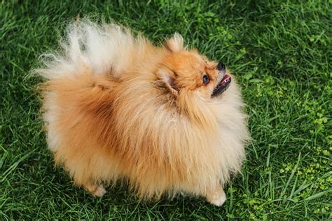 Spitz volpinoChi non si informa adeguatamente in anticipo corre il rischio di ricevere spitz volpino che non hanno la funzione desiderata o sono realizzati con materiali di qualità inferiore. Se volete un prodotto che soddisfi al meglio le vostre aspettative, dovreste provare un spitz volpino.
  <p>Per i prodotti si possono trovare test online e confronti tra i prodotti.  I confronti tra i prodotti possono aiutare a confrontare le diverse funzioni o proprietà dei diversi prodotti. Di seguito, spieghiamo perché la ricerca è importante e di cosa si dovrebbe essere consapevoli quando si acquista un articolo.
</p>

<h2>Acquisto di Spitz volpino - criteri importanti</h2>

<p>Una lista di controllo può aiutarti a evitare di dover cercare informazioni sui prodotti su decine di siti web. Di seguito è riportato un esempio di una lista di controllo che può aiutarvi a trovare il prodotto giusto. Importanti criteri di acquisto includono, ad esempio:
</p><ul>
<li>Opinioni dei clienti</li>
<li>Confronti dei prezzi</li>
<li>Dettagli del prodotto</li>
<li>Termini e condizioni di consegna</li>
<li>Domande dei clienti e risposte dei marchi</li>
</ul>
<h2>Qual è l