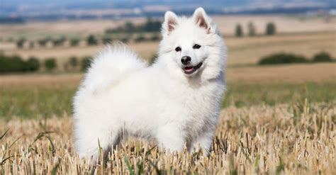 SpitzChi non si informa adeguatamente in anticipo corre il rischio di ricevere spitz che non hanno la funzione desiderata o sono realizzati con materiali di qualità inferiore. Se volete un prodotto che soddisfi al meglio le vostre aspettative, dovreste provare un spitz.
  <p>Per i prodotti si possono trovare test online e confronti tra i prodotti.  I confronti tra i prodotti possono aiutare a confrontare le diverse funzioni o proprietà dei diversi prodotti. Di seguito, spieghiamo perché la ricerca è importante e di cosa si dovrebbe essere consapevoli quando si acquista un articolo.
</p>

<h2>Acquisto di Spitz - criteri importanti</h2>

<p>Una lista di controllo può aiutarti a evitare di dover cercare informazioni sui prodotti su decine di siti web. Di seguito è riportato un esempio di una lista di controllo che può aiutarvi a trovare il prodotto giusto. Importanti criteri di acquisto includono, ad esempio:
</p><ul>
<li>Opinioni dei clienti</li>
<li>Confronti dei prezzi</li>
<li>Dettagli del prodotto</li>
<li>Termini e condizioni di consegna</li>
<li>Domande dei clienti e risposte dei marchi</li>
</ul>
<h2>Qual è l