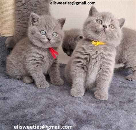 Splendidi cuccioli gattiniChi non si informa adeguatamente in anticipo corre il rischio di ricevere splendidi cuccioli gattini che non hanno la funzione desiderata o sono realizzati con materiali di qualità inferiore. Se volete un prodotto che soddisfi al meglio le vostre aspettative, dovreste provare un splendidi cuccioli gattini.
  <p>Per i prodotti si possono trovare test online e confronti tra i prodotti.  I confronti tra i prodotti possono aiutare a confrontare le diverse funzioni o proprietà dei diversi prodotti. Di seguito, spieghiamo perché la ricerca è importante e di cosa si dovrebbe essere consapevoli quando si acquista un articolo.
</p>

<h2>Acquisto di Splendidi cuccioli gattini - criteri importanti</h2>

<p>Una lista di controllo può aiutarti a evitare di dover cercare informazioni sui prodotti su decine di siti web. Di seguito è riportato un esempio di una lista di controllo che può aiutarvi a trovare il prodotto giusto. Importanti criteri di acquisto includono, ad esempio:
</p><ul>
<li>Opinioni dei clienti</li>
<li>Confronti dei prezzi</li>
<li>Dettagli del prodotto</li>
<li>Termini e condizioni di consegna</li>
<li>Domande dei clienti e risposte dei marchi</li>
</ul>
<h2>Qual è l