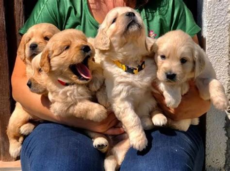 Splendidi golden retrieverChi non si informa adeguatamente in anticipo corre il rischio di ricevere splendidi golden retriever che non hanno la funzione desiderata o sono realizzati con materiali di qualità inferiore. Se volete un prodotto che soddisfi al meglio le vostre aspettative, dovreste provare un splendidi golden retriever.
  <p>Per i prodotti si possono trovare test online e confronti tra i prodotti.  I confronti tra i prodotti possono aiutare a confrontare le diverse funzioni o proprietà dei diversi prodotti. Di seguito, spieghiamo perché la ricerca è importante e di cosa si dovrebbe essere consapevoli quando si acquista un articolo.
</p>

<h2>Acquisto di Splendidi golden retriever - criteri importanti</h2>

<p>Una lista di controllo può aiutarti a evitare di dover cercare informazioni sui prodotti su decine di siti web. Di seguito è riportato un esempio di una lista di controllo che può aiutarvi a trovare il prodotto giusto. Importanti criteri di acquisto includono, ad esempio:
</p><ul>
<li>Opinioni dei clienti</li>
<li>Confronti dei prezzi</li>
<li>Dettagli del prodotto</li>
<li>Termini e condizioni di consegna</li>
<li>Domande dei clienti e risposte dei marchi</li>
</ul>
<h2>Qual è l