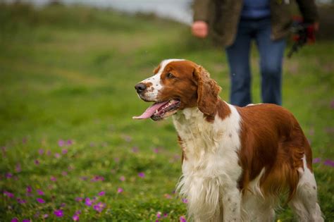 Spring spanielChi non si informa adeguatamente in anticipo corre il rischio di ricevere spring spaniel che non hanno la funzione desiderata o sono realizzati con materiali di qualità inferiore. Se volete un prodotto che soddisfi al meglio le vostre aspettative, dovreste provare un spring spaniel.
  <p>Per i prodotti si possono trovare test online e confronti tra i prodotti.  I confronti tra i prodotti possono aiutare a confrontare le diverse funzioni o proprietà dei diversi prodotti. Di seguito, spieghiamo perché la ricerca è importante e di cosa si dovrebbe essere consapevoli quando si acquista un articolo.
</p>

<h2>Acquisto di Spring spaniel - criteri importanti</h2>

<p>Una lista di controllo può aiutarti a evitare di dover cercare informazioni sui prodotti su decine di siti web. Di seguito è riportato un esempio di una lista di controllo che può aiutarvi a trovare il prodotto giusto. Importanti criteri di acquisto includono, ad esempio:
</p><ul>
<li>Opinioni dei clienti</li>
<li>Confronti dei prezzi</li>
<li>Dettagli del prodotto</li>
<li>Termini e condizioni di consegna</li>
<li>Domande dei clienti e risposte dei marchi</li>
</ul>
<h2>Qual è l