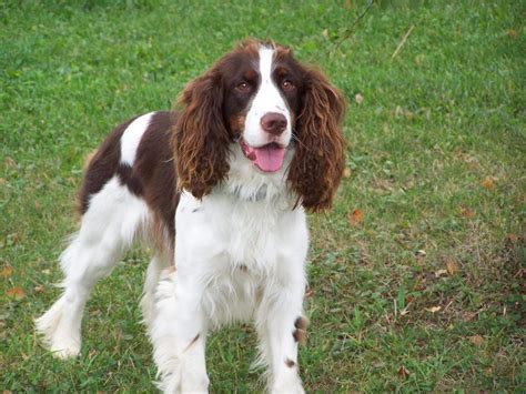 Springer spanielChi non si informa adeguatamente in anticipo corre il rischio di ricevere springer spaniel che non hanno la funzione desiderata o sono realizzati con materiali di qualità inferiore. Se volete un prodotto che soddisfi al meglio le vostre aspettative, dovreste provare un springer spaniel.
  <p>Per i prodotti si possono trovare test online e confronti tra i prodotti.  I confronti tra i prodotti possono aiutare a confrontare le diverse funzioni o proprietà dei diversi prodotti. Di seguito, spieghiamo perché la ricerca è importante e di cosa si dovrebbe essere consapevoli quando si acquista un articolo.
</p>

<h2>Acquisto di Springer spaniel - criteri importanti</h2>

<p>Una lista di controllo può aiutarti a evitare di dover cercare informazioni sui prodotti su decine di siti web. Di seguito è riportato un esempio di una lista di controllo che può aiutarvi a trovare il prodotto giusto. Importanti criteri di acquisto includono, ad esempio:
</p><ul>
<li>Opinioni dei clienti</li>
<li>Confronti dei prezzi</li>
<li>Dettagli del prodotto</li>
<li>Termini e condizioni di consegna</li>
<li>Domande dei clienti e risposte dei marchi</li>
</ul>
<h2>Qual è l