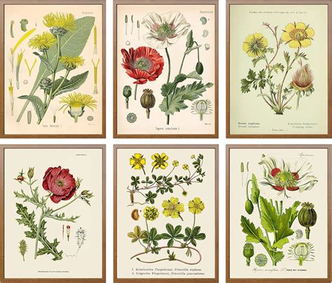 Stampe botanicaChi non si informa adeguatamente in anticipo corre il rischio di ricevere stampe botanica che non hanno la funzione desiderata o sono realizzati con materiali di qualità inferiore. Se volete un prodotto che soddisfi al meglio le vostre aspettative, dovreste provare un stampe botanica.
  <p>Per i prodotti si possono trovare test online e confronti tra i prodotti.  I confronti tra i prodotti possono aiutare a confrontare le diverse funzioni o proprietà dei diversi prodotti. Di seguito, spieghiamo perché la ricerca è importante e di cosa si dovrebbe essere consapevoli quando si acquista un articolo.
</p>

<h2>Acquisto di Stampe botanica - criteri importanti</h2>

<p>Una lista di controllo può aiutarti a evitare di dover cercare informazioni sui prodotti su decine di siti web. Di seguito è riportato un esempio di una lista di controllo che può aiutarvi a trovare il prodotto giusto. Importanti criteri di acquisto includono, ad esempio:
</p><ul>
<li>Opinioni dei clienti</li>
<li>Confronti dei prezzi</li>
<li>Dettagli del prodotto</li>
<li>Termini e condizioni di consegna</li>
<li>Domande dei clienti e risposte dei marchi</li>
</ul>
<h2>Qual è l