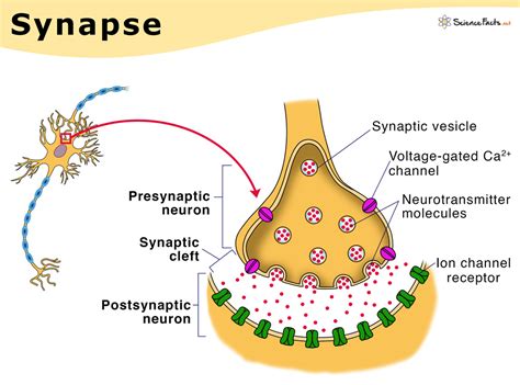 SynapseChi non si informa adeguatamente in anticipo corre il rischio di ricevere synapse che non hanno la funzione desiderata o sono realizzati con materiali di qualità inferiore. Se volete un prodotto che soddisfi al meglio le vostre aspettative, dovreste provare un synapse.
  <p>Per i prodotti si possono trovare test online e confronti tra i prodotti.  I confronti tra i prodotti possono aiutare a confrontare le diverse funzioni o proprietà dei diversi prodotti. Di seguito, spieghiamo perché la ricerca è importante e di cosa si dovrebbe essere consapevoli quando si acquista un articolo.
</p>

<h2>Acquisto di Synapse - criteri importanti</h2>

<p>Una lista di controllo può aiutarti a evitare di dover cercare informazioni sui prodotti su decine di siti web. Di seguito è riportato un esempio di una lista di controllo che può aiutarvi a trovare il prodotto giusto. Importanti criteri di acquisto includono, ad esempio:
</p><ul>
<li>Opinioni dei clienti</li>
<li>Confronti dei prezzi</li>
<li>Dettagli del prodotto</li>
<li>Termini e condizioni di consegna</li>
<li>Domande dei clienti e risposte dei marchi</li>
</ul>
<h2>Qual è l