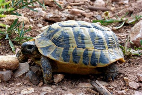 Tartaruga terraChi non si informa adeguatamente in anticipo corre il rischio di ricevere tartaruga terra che non hanno la funzione desiderata o sono realizzati con materiali di qualità inferiore. Se volete un prodotto che soddisfi al meglio le vostre aspettative, dovreste provare un tartaruga terra.
  <p>Per i prodotti si possono trovare test online e confronti tra i prodotti.  I confronti tra i prodotti possono aiutare a confrontare le diverse funzioni o proprietà dei diversi prodotti. Di seguito, spieghiamo perché la ricerca è importante e di cosa si dovrebbe essere consapevoli quando si acquista un articolo.
</p>

<h2>Acquisto di Tartaruga terra - criteri importanti</h2>

<p>Una lista di controllo può aiutarti a evitare di dover cercare informazioni sui prodotti su decine di siti web. Di seguito è riportato un esempio di una lista di controllo che può aiutarvi a trovare il prodotto giusto. Importanti criteri di acquisto includono, ad esempio:
</p><ul>
<li>Opinioni dei clienti</li>
<li>Confronti dei prezzi</li>
<li>Dettagli del prodotto</li>
<li>Termini e condizioni di consegna</li>
<li>Domande dei clienti e risposte dei marchi</li>
</ul>
<h2>Qual è l