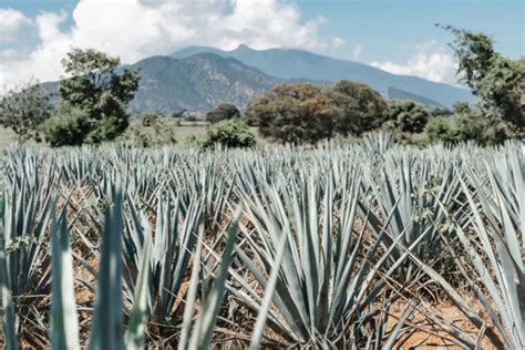 TequilaChi non si informa adeguatamente in anticipo corre il rischio di ricevere tequila che non hanno la funzione desiderata o sono realizzati con materiali di qualità inferiore. Se volete un prodotto che soddisfi al meglio le vostre aspettative, dovreste provare un tequila.
  <p>Per i prodotti si possono trovare test online e confronti tra i prodotti.  I confronti tra i prodotti possono aiutare a confrontare le diverse funzioni o proprietà dei diversi prodotti. Di seguito, spieghiamo perché la ricerca è importante e di cosa si dovrebbe essere consapevoli quando si acquista un articolo.
</p>

<h2>Acquisto di Tequila - criteri importanti</h2>

<p>Una lista di controllo può aiutarti a evitare di dover cercare informazioni sui prodotti su decine di siti web. Di seguito è riportato un esempio di una lista di controllo che può aiutarvi a trovare il prodotto giusto. Importanti criteri di acquisto includono, ad esempio:
</p><ul>
<li>Opinioni dei clienti</li>
<li>Confronti dei prezzi</li>
<li>Dettagli del prodotto</li>
<li>Termini e condizioni di consegna</li>
<li>Domande dei clienti e risposte dei marchi</li>
</ul>
<h2>Qual è l