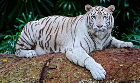 Tigre bianca schedaChi non si informa adeguatamente in anticipo corre il rischio di ricevere tigre bianca scheda che non hanno la funzione desiderata o sono realizzati con materiali di qualità inferiore. Se volete un prodotto che soddisfi al meglio le vostre aspettative, dovreste provare un tigre bianca scheda.
  <p>Per i prodotti si possono trovare test online e confronti tra i prodotti.  I confronti tra i prodotti possono aiutare a confrontare le diverse funzioni o proprietà dei diversi prodotti. Di seguito, spieghiamo perché la ricerca è importante e di cosa si dovrebbe essere consapevoli quando si acquista un articolo.
</p>

<h2>Acquisto di Tigre bianca scheda - criteri importanti</h2>

<p>Una lista di controllo può aiutarti a evitare di dover cercare informazioni sui prodotti su decine di siti web. Di seguito è riportato un esempio di una lista di controllo che può aiutarvi a trovare il prodotto giusto. Importanti criteri di acquisto includono, ad esempio:
</p><ul>
<li>Opinioni dei clienti</li>
<li>Confronti dei prezzi</li>
<li>Dettagli del prodotto</li>
<li>Termini e condizioni di consegna</li>
<li>Domande dei clienti e risposte dei marchi</li>
</ul>
<h2>Qual è l